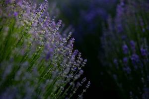 Blühen Lavendel Blumen im ein Provence Feld unter Sonnenuntergang Licht im Frankreich. Sanft konzentriert lila Lavendel Blumen mit Kopieren Raum. Sommer- Szene Hintergrund. foto