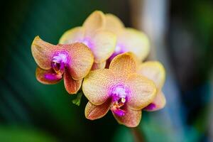 Nahansicht von einer von das schön kolumbianisch Orchideen. das Blumen Festival von Medelln im Kolumbien foto