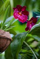 Nahansicht von einer von das schön kolumbianisch Orchideen. das Blumen Festival von Medelln im Kolumbien foto