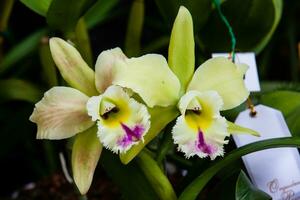 Nahansicht von einer von das schön kolumbianisch Orchideen. das Blumen Festival von Medelln im Kolumbien. Orchidee Zugehörigkeit zu Cattleya Gattung foto