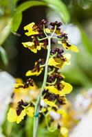 Nahansicht von einer von das schön kolumbianisch Orchideen. das Blumen Festival von Medelln im Kolumbien foto