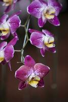 Nahansicht von einer von das schön kolumbianisch Orchideen. das Blumen Festival von Medelln im Kolumbien foto