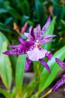 Nahansicht von einer von das schön kolumbianisch Orchideen. das Blumen Festival von Medelln im Kolumbien foto