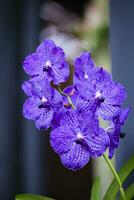 Nahansicht von einer von das schön kolumbianisch Orchideen. das Blumen Festival von Medelln im Kolumbien foto