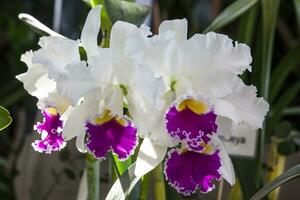 Nahansicht von einer von das schön kolumbianisch Orchideen. das Blumen Festival von Medelln im Kolumbien. Orchidee Zugehörigkeit zu Cattleya Gattung foto