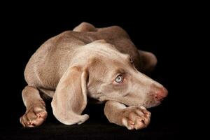 schön Grün Augen Weimaraner Hündchen isoliert auf schwarz Hintergrund. foto