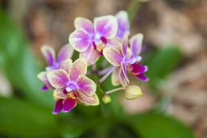 Nahansicht von einer von das schön kolumbianisch Orchideen. das Blumen Festival von Medelln im Kolumbien foto