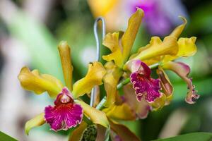 Nahansicht von einer von das schön kolumbianisch Orchideen. das Blumen Festival von Medelln im Kolumbien foto