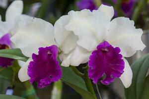 Nahansicht von einer von das schön kolumbianisch Orchideen. das Blumen Festival von Medelln im Kolumbien. Orchidee Zugehörigkeit zu Cattleya Gattung foto