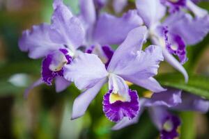 Nahansicht von einer von das schön kolumbianisch Orchideen. das Blumen Festival von Medelln im Kolumbien. Orchidee Zugehörigkeit zu Cattleya Gattung foto