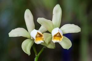 Nahansicht von einer von das schön kolumbianisch Orchideen. das Blumen Festival von Medelln im Kolumbien foto