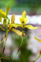 Nahansicht von einer von das schön kolumbianisch Orchideen. das Blumen Festival von Medelln im Kolumbien foto