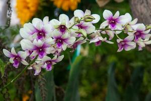Nahansicht von einer von das schön kolumbianisch Orchideen. das Blumen Festival von Medelln im Kolumbien foto