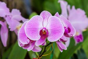 Nahansicht von einer von das schön kolumbianisch Orchideen. das Blumen Festival von Medelln im Kolumbien foto