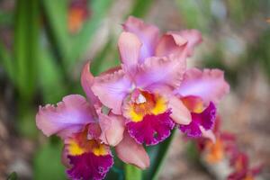 Nahansicht von einer von das schön kolumbianisch Orchideen. das Blumen Festival von Medelln im Kolumbien. Orchidee Zugehörigkeit zu Cattleya Gattung foto