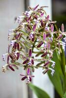 Nahansicht von einer von das schön kolumbianisch Orchideen. das Blumen Festival von Medelln im Kolumbien. foto