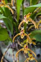 Nahansicht von einer von das schön kolumbianisch Orchideen. das Blumen Festival von Medelln im Kolumbien foto