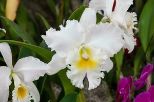 Nahansicht von einer von das schön kolumbianisch Orchideen. das Blumen Festival von Medelln im Kolumbien. Orchidee Zugehörigkeit zu Cattleya Gattung foto