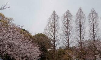 schön Rosa Sakura Kirsche blühen Blumen Blühen im das Garten im Frühling foto