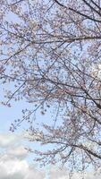 schön Rosa Sakura Kirsche blühen Blumen Blühen im das Garten im Frühling foto