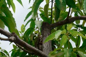 Mango Baum Blätter unter ein klar Tag foto