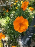 Blume im das Garten auf sonnig Tag. selektiv Fokus. botanisch Schuss foto