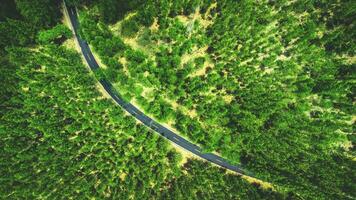 hoch Winkel Schuss Antenne Aussicht von Kiefer Wald und Straße foto