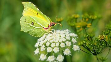 Gelb Schwefel Schmetterling Sitzung auf ein Weiß wild Karotte Blume im ein Grün Wiese. ai generativ. foto