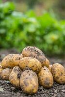 frisch Kartoffeln welche sind kostenlos Lügen auf das Boden. foto