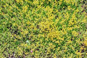 Gelb Blumen von Sedum Acre oder Goldmoos Steinpilz .sedum Acre, bekannt wie das Goldmoos Fetthenne, moosig Fetthenne, Goldmoos Fetthenne. foto