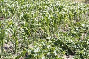 Landwirtschaft in Mexiko während der Sommersaison foto