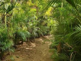 Natur und Vegetation des tropischen Klimas foto