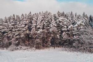 schöne Kiefer, malerische Winterlandschaft, Luftbild. foto
