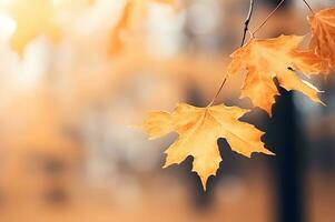 trocken Herbst fallen Ahorn Blätter im Natur foto