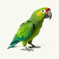 Grün Papagei isoliert auf Weiß Hintergrund. generativ ai foto