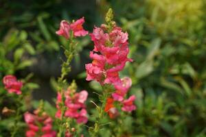 Rosa Löwenmaul Blume wann quetschen das Seite von das Blume. das Blütenblätter sind getrennt mögen ein Drachen Mund, manchmal mögen ein Kaninchen Nase. Deshalb, es ist ebenfalls namens Hase Hase. foto