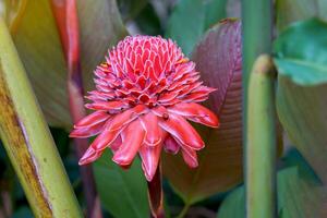 die rote etlingera elatior-blume blüht wunderschön im garten. Etlingera elatior ist eine Pflanze aus derselben Familie wie Ingwer und Galgant. weicher und selektiver Fokus. foto