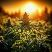 ein Cannabis Marihuana oder Cannabis Pflanze auf ein Natur isoliert Hintergrund generativ ai foto