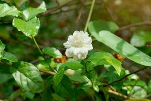 arabisch Jasmin Blumen sind Weiß und duftend. benutzt wie ein Mutter Tag Symbol, gemacht in ein Girlande, benutzt im das Aromatherapie Industrie. benutzt zu machen Tee und Geschmack Tee Blätter. foto