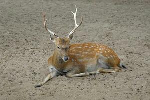 Sika Hirsch im das Zoo. es ist ein Tier mit bräunlich Gelb Fell. das Körper hat Weiß Flecken, Männer sind größer als Weibchen. männlich nur Hörner. foto