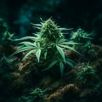 ein Cannabis Marihuana oder Cannabis Pflanze auf ein Natur isoliert Hintergrund generativ ai foto