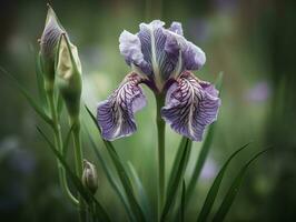 isoliert Schönheit - - das zart Blütenblätter von ein lila Iris - - ai generiert foto