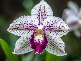 kompliziert Schönheit - - ein Nahansicht von ein lila und Weiß Orchidee - - ai generiert foto