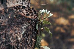 ein Pflanze wachsend Nächster zu das Kofferraum von ein alt Baum im das Wald foto