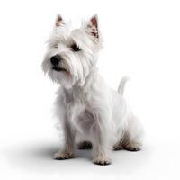 ai generativ Westen Hochland Weiß Terrier Rasse Hund isoliert auf ein klar Weiß Hintergrund foto