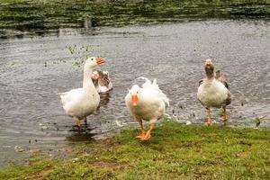 die Gans-Attacke foto