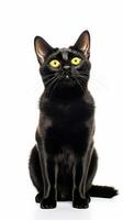 schwarz Bombay Katze Sitzung auf Weiß Hintergrund ai generativ foto