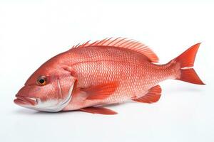 Single Nord rot Schnapper Fisch auf ein Weiß Hintergrund ai generiert foto