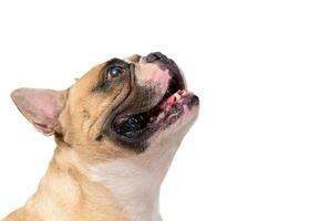 Seite Aussicht von süß Französisch Bulldogge isoliert auf Weiß Hintergrund. Haustier und Tier foto