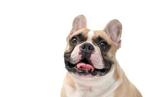 süß Französisch Bulldogge isoliert auf Weiß Hintergrund. Haustier und Tier foto